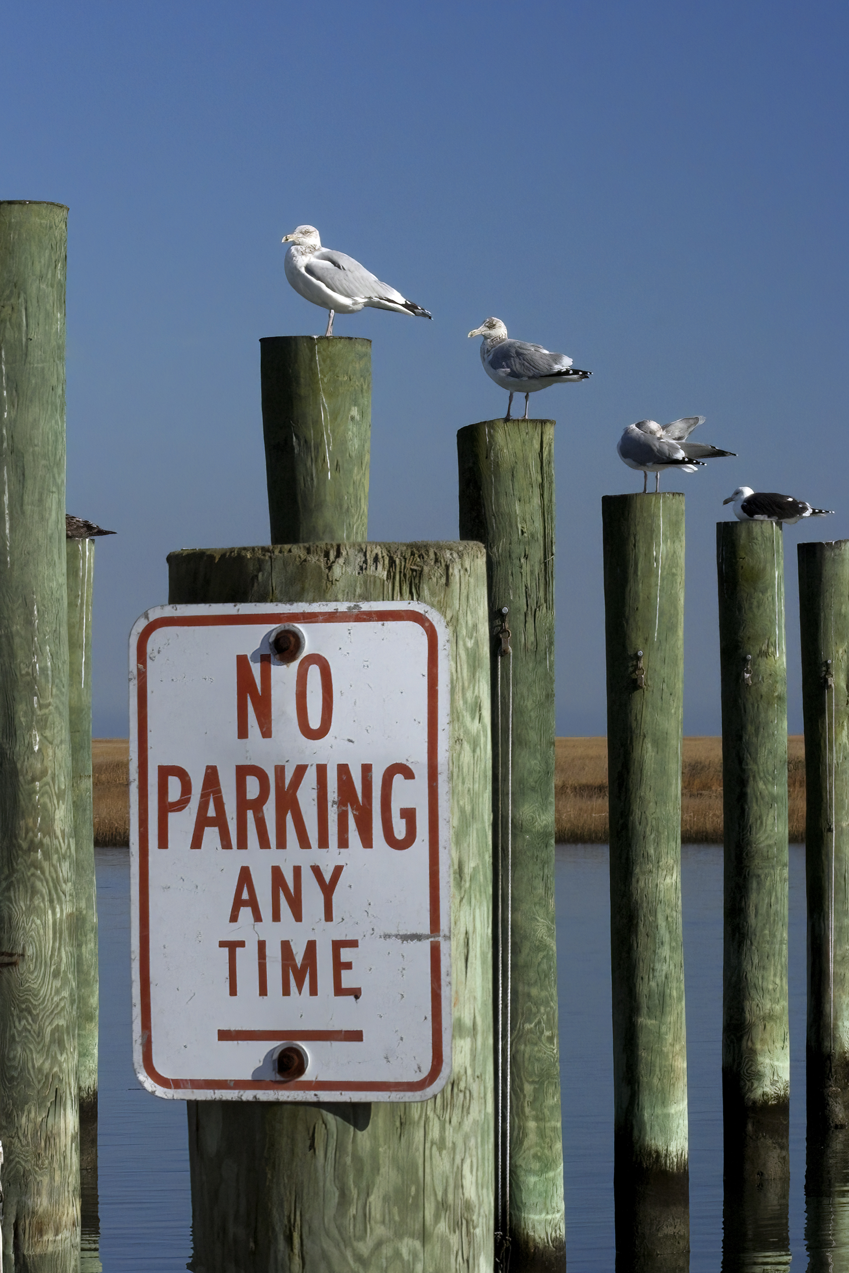 Seagull Parking